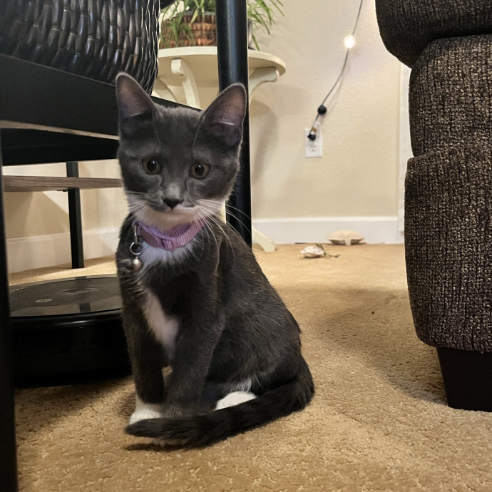 Cat Mom For Hire photo 3