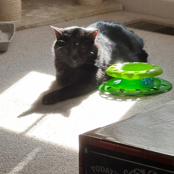Love Of My Loaf Cat Sitting