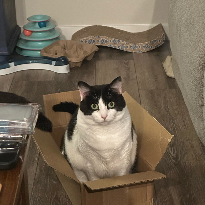 Love Of My Loaf Cat Sitting
