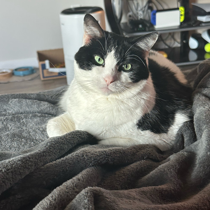 Love Of My Loaf Cat Sitting
