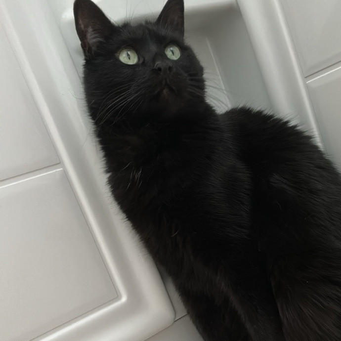 Love Of My Loaf Cat Sitting photo 3