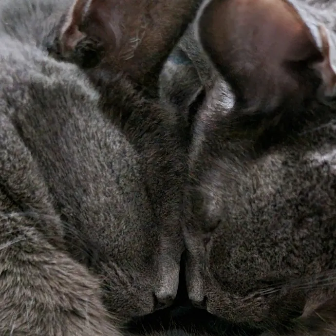 Cuddles And Fun photo 4