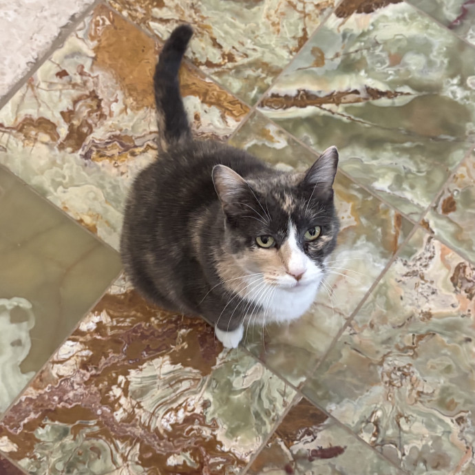 Purrfect Cat Sitter