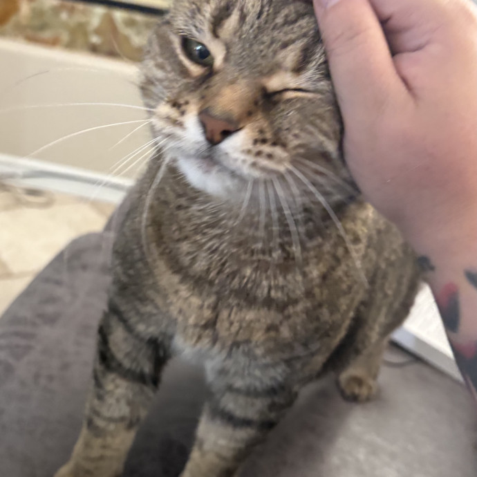 Purrfect Cat Sitter