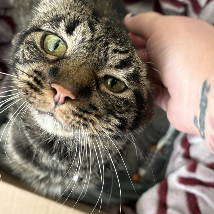 Purrfect Cat Sitter