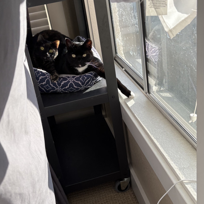 Purrfect Cat Sitter