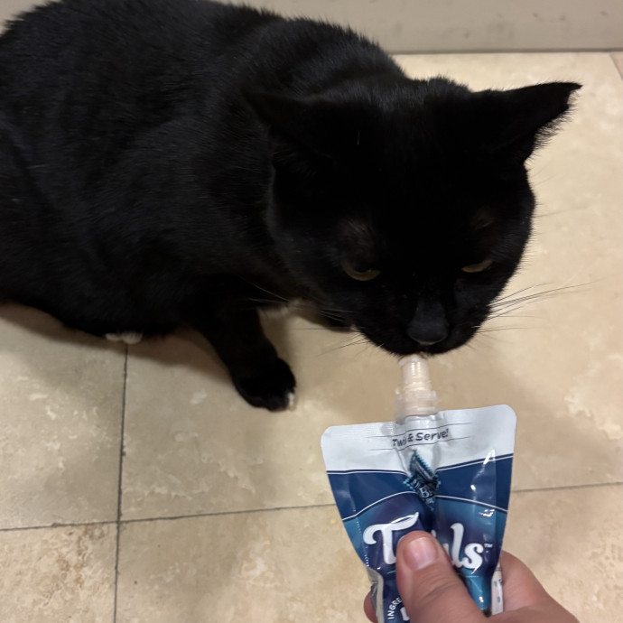 Purrfect Cat Sitter