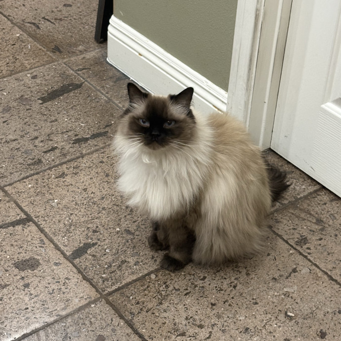 Purrfect Cat Sitter