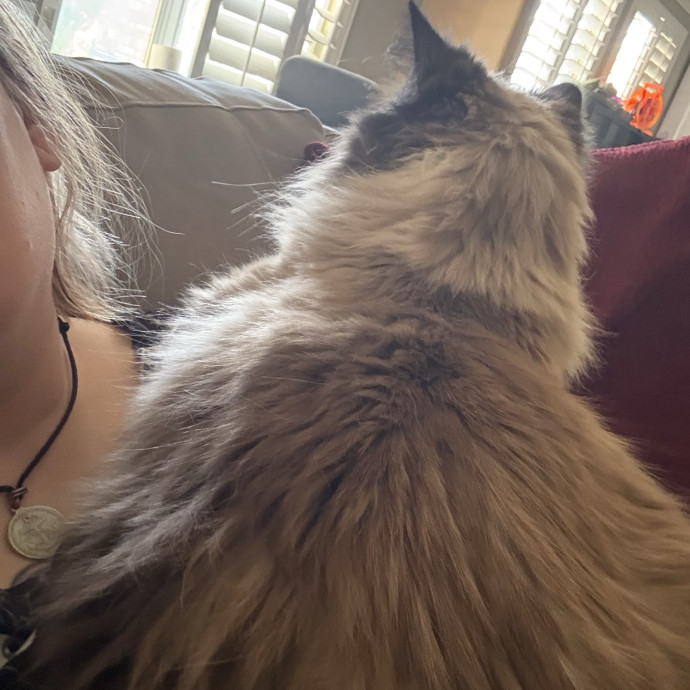 Purrfect Cat Sitter