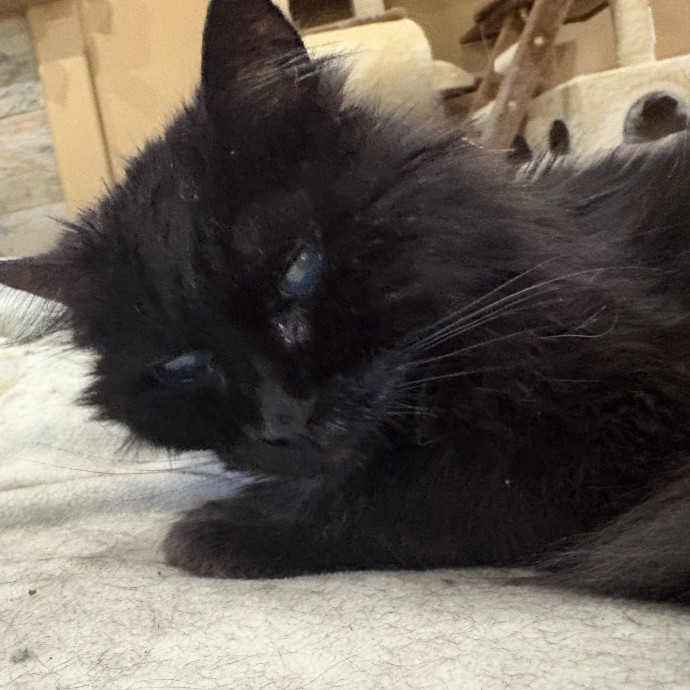 Purrfect Cat Sitter