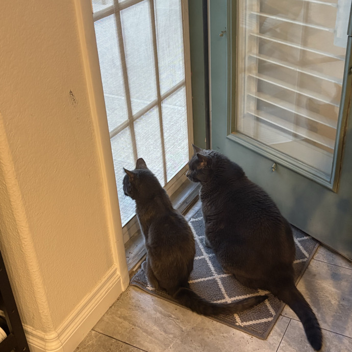 Purrfect Cat Sitter photo 3