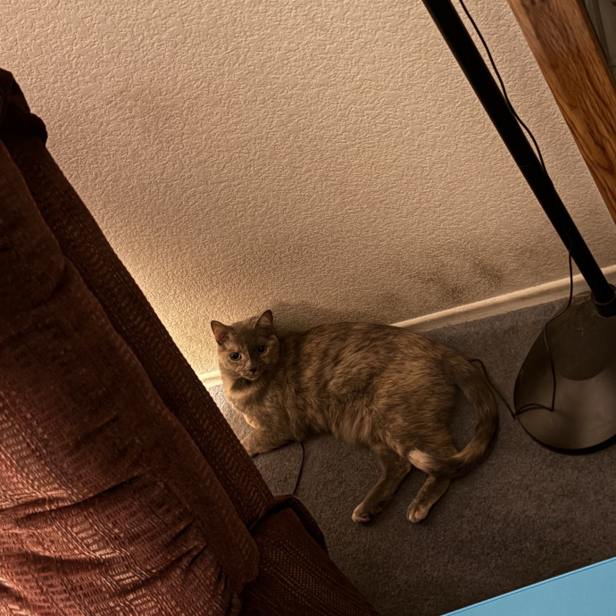 Purrfect Cat Sitter photo 2