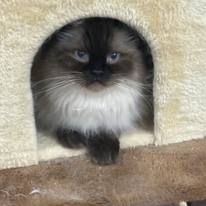Purrfect Cat Sitter photo 3