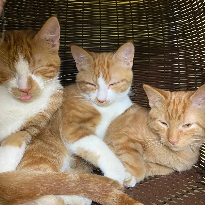 Care Like You're Still At Home