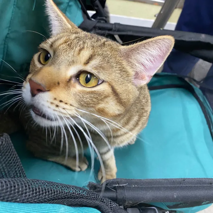 Care Like You're Still At Home