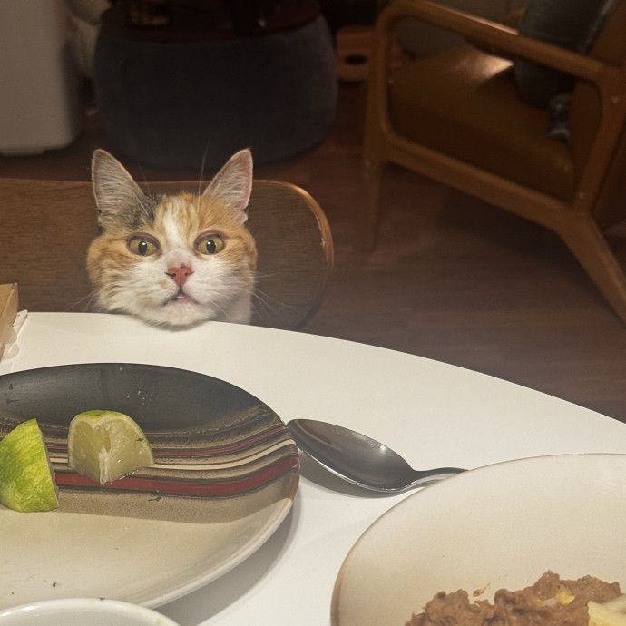 Celtic Cat Sitter photo 3