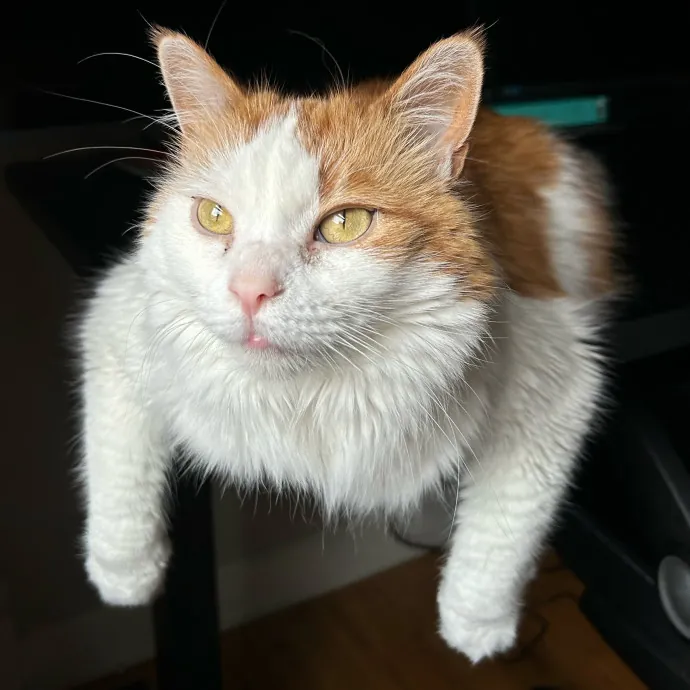 Cozy Care For Cool Cats