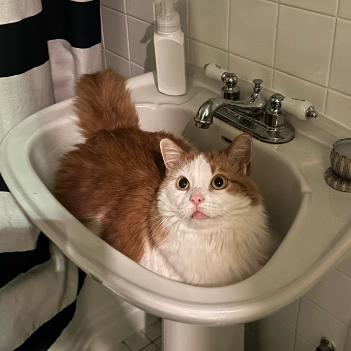 Cozy Care For Cool Cats