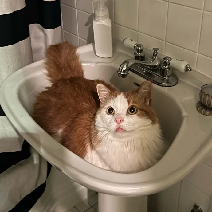 Cozy Care For Cool Cats