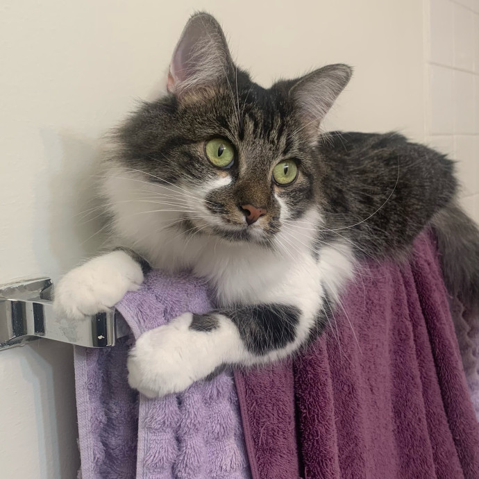 Cozy Care For Cool Cats