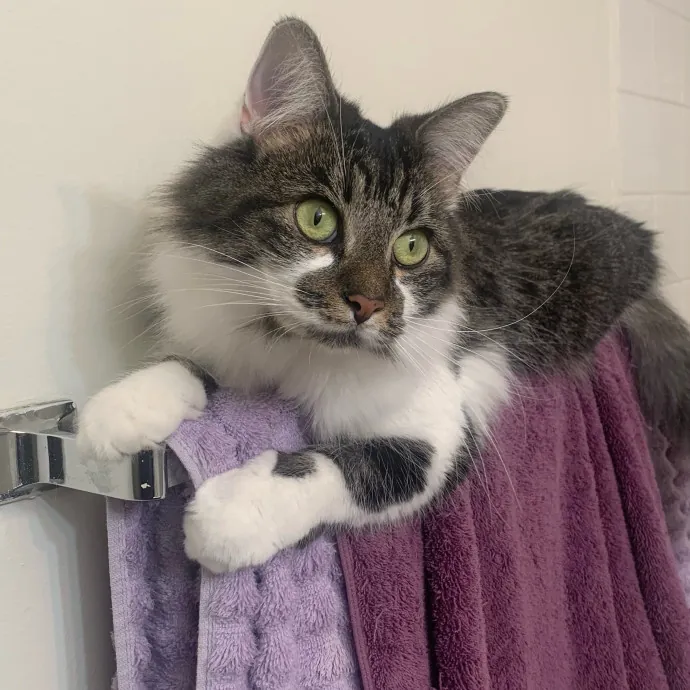 Cozy Care For Cool Cats