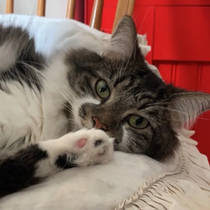 Cozy Care For Cool Cats