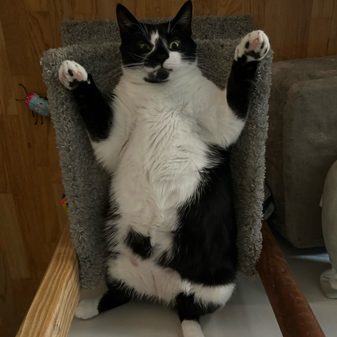 Cozy Care For Cool Cats