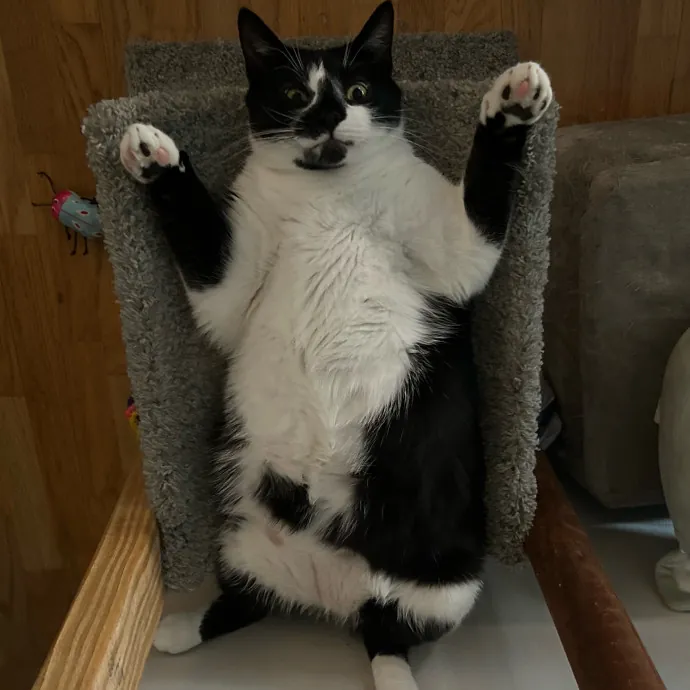 Cozy Care For Cool Cats