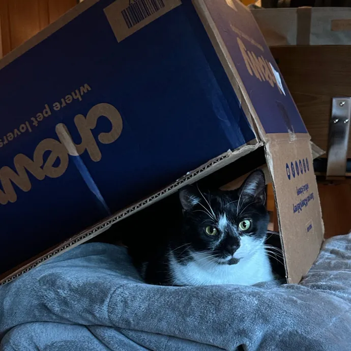 Cozy Care For Cool Cats