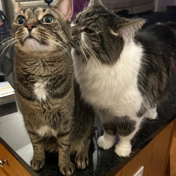 Cozy Care For Cool Cats