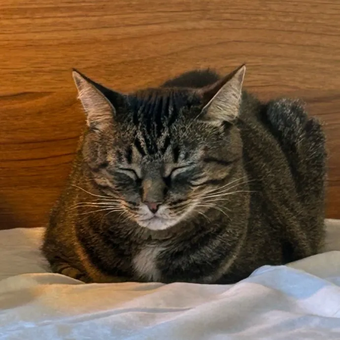 Cozy Care For Cool Cats