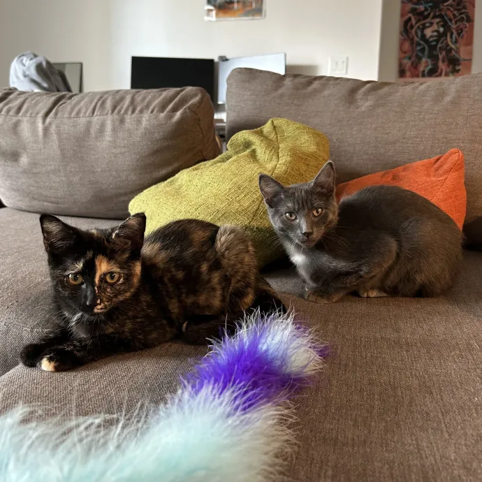 Cozy Care For Cool Cats