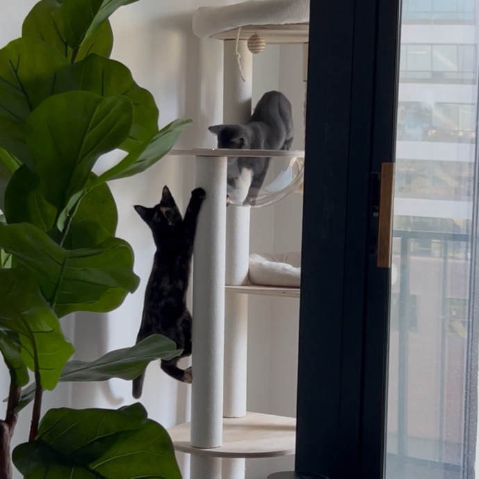 Cozy Care For Cool Cats