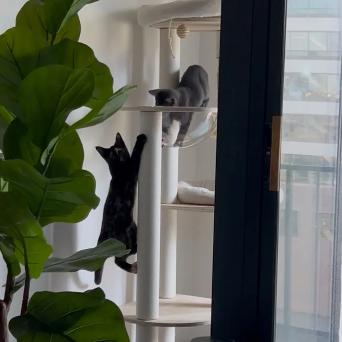 Cozy Care For Cool Cats