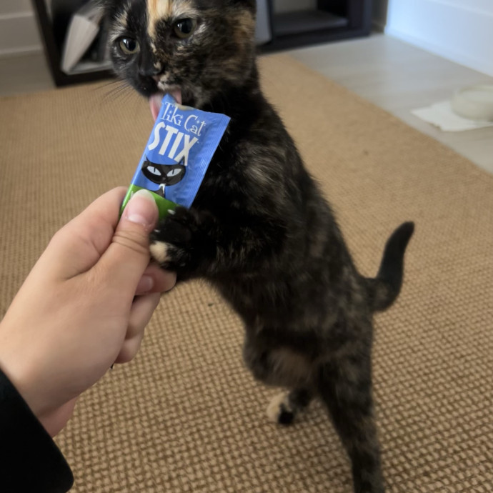 Cozy Care For Cool Cats