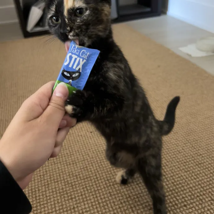 Cozy Care For Cool Cats