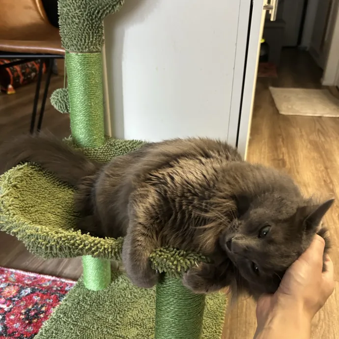 Cozy Care For Cool Cats