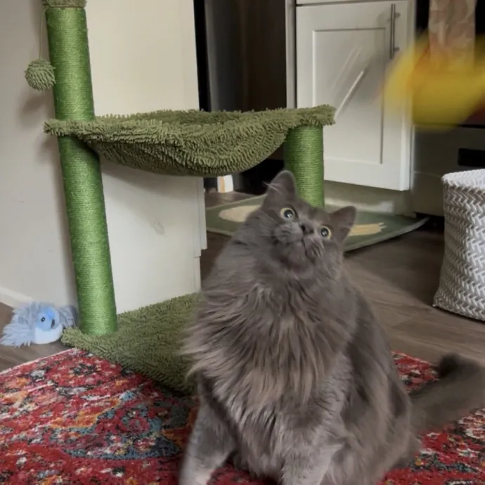 Cozy Care For Cool Cats