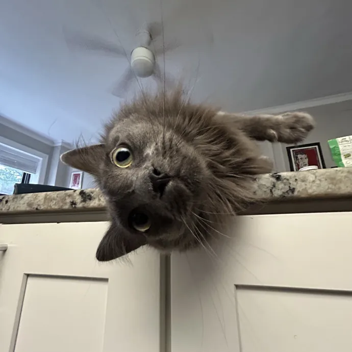 Cozy Care For Cool Cats