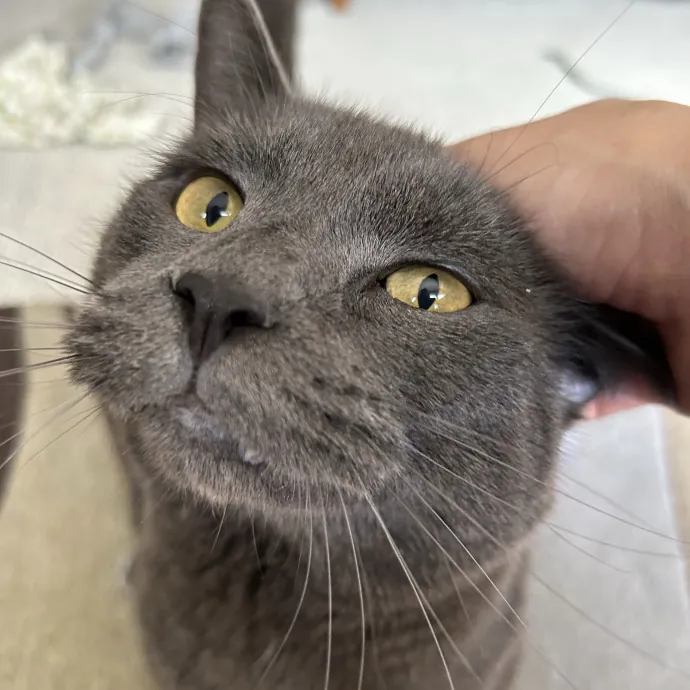 Cozy Care For Cool Cats