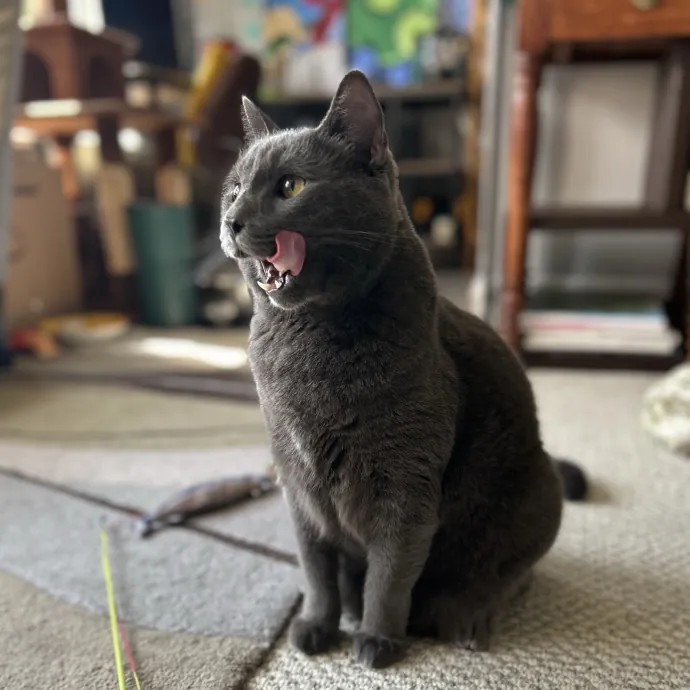 Cozy Care For Cool Cats