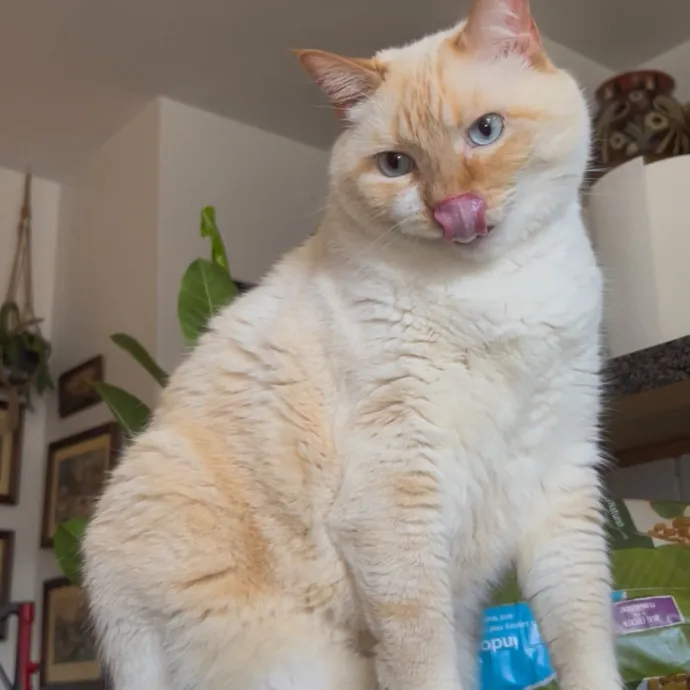 Cozy Care For Cool Cats