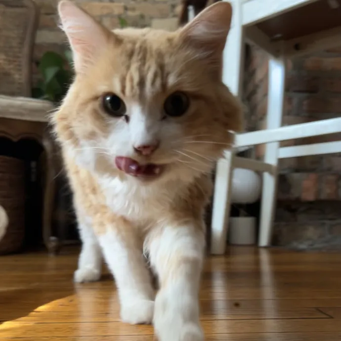 Cozy Care For Cool Cats