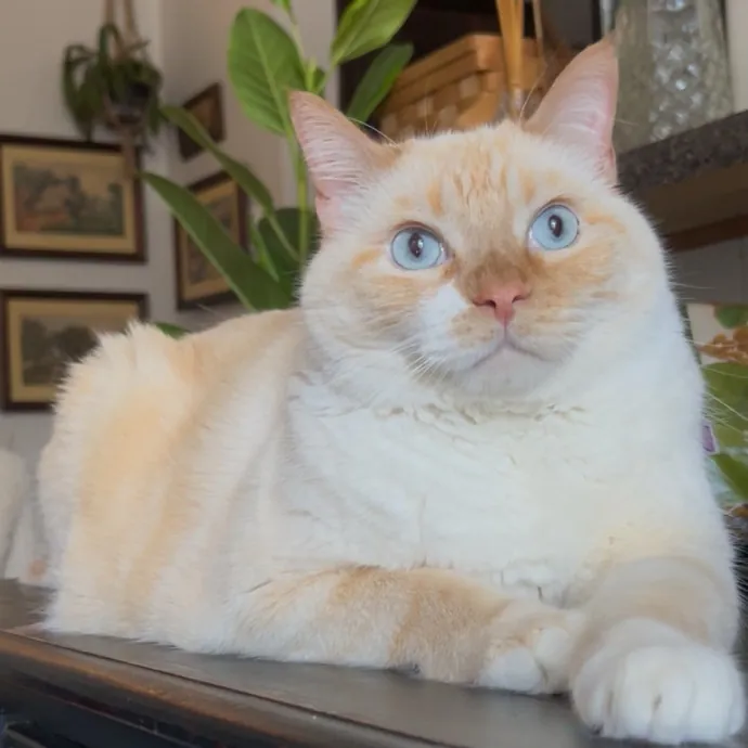 Cozy Care For Cool Cats