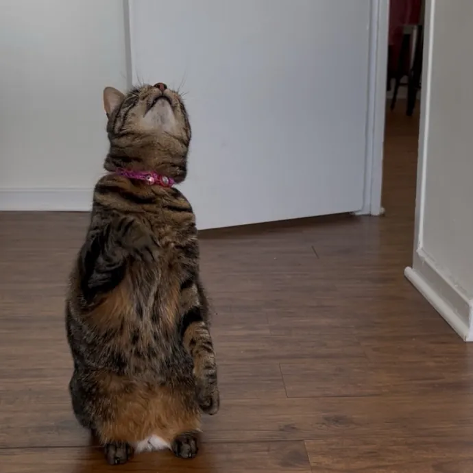 Cozy Care For Cool Cats