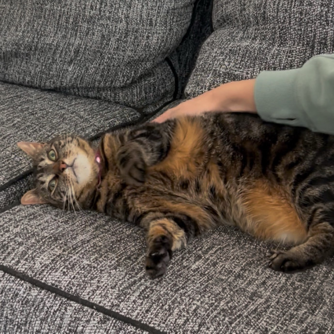 Cozy Care For Cool Cats
