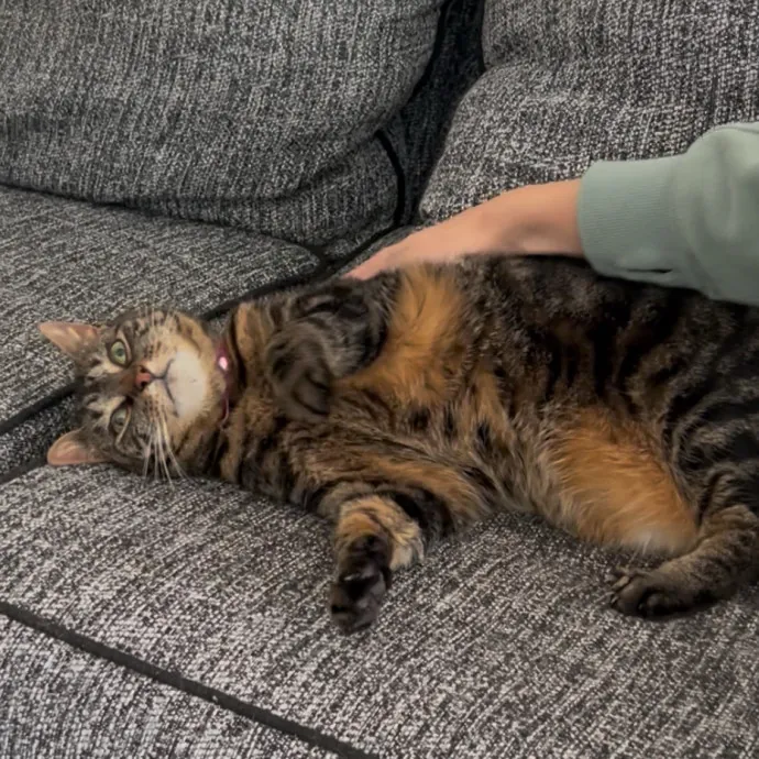 Cozy Care For Cool Cats