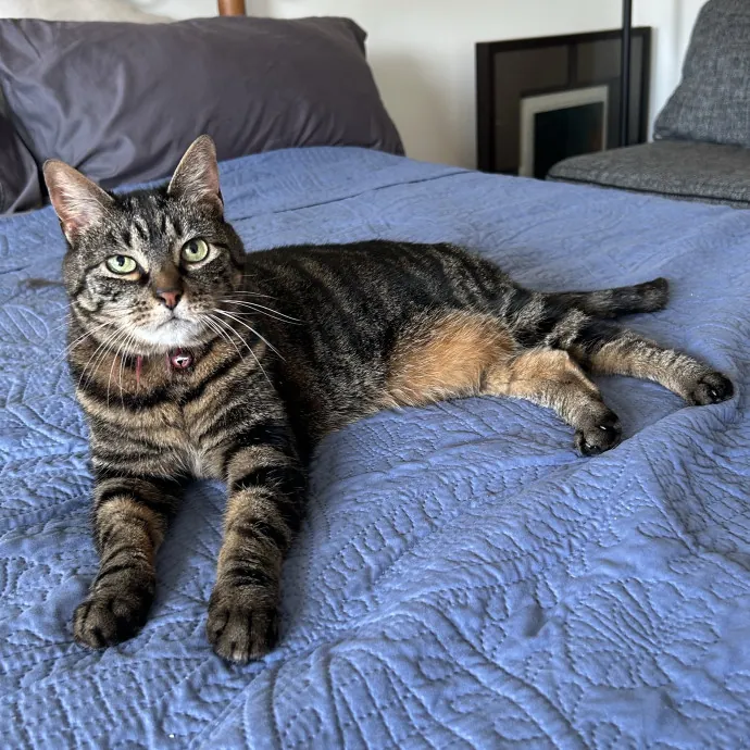 Cozy Care For Cool Cats