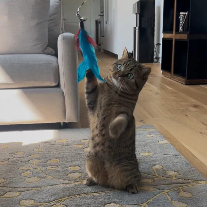 Cozy Care For Cool Cats