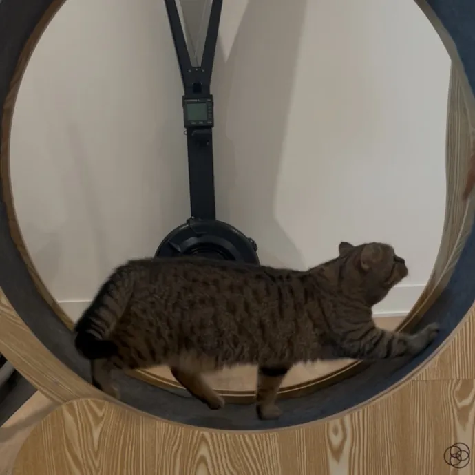 Cozy Care For Cool Cats